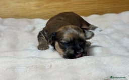 Bichón Habanero perros en venta: Cachorros Bichon habanero  - Anuncio 5