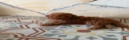 Caniche Toy perros en venta: Camada de caniches toy  - Anuncio 3