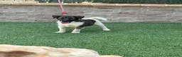 Fox Terrier de Pelo Liso perros en venta: Cachorra fox pelo liso - Anuncio 1