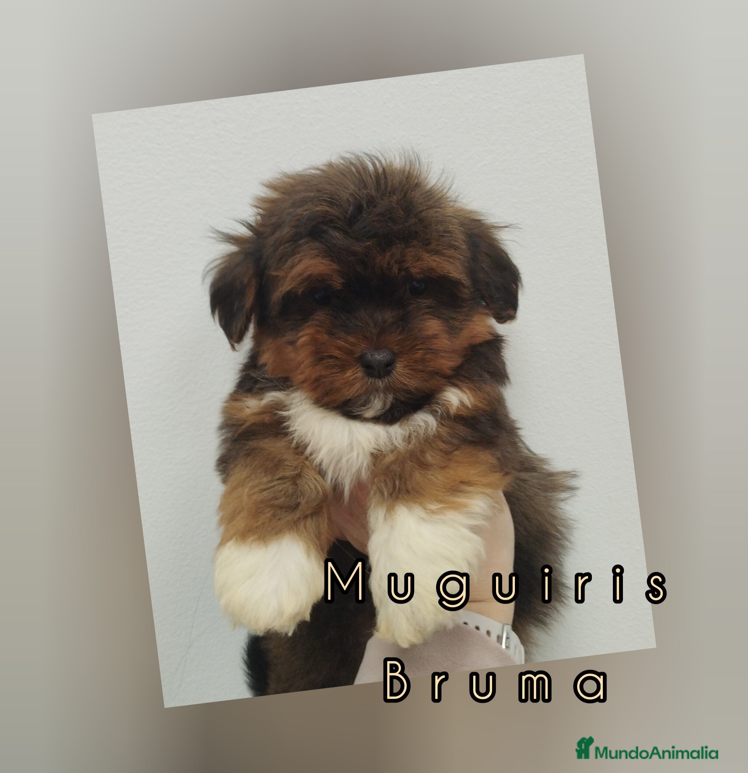 Bichón Habanero perros Muguiris Bruma - Anuncio 2