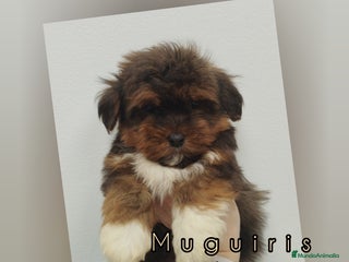 Bichón Habanero perros Muguiris Bruma - Anuncio 2