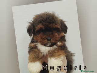 Bichón Habanero perros Muguiris Bruma - Anuncio 3