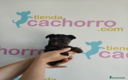 Yorkshire Terrier perros en venta: YORKSHIRE - Imagen 1