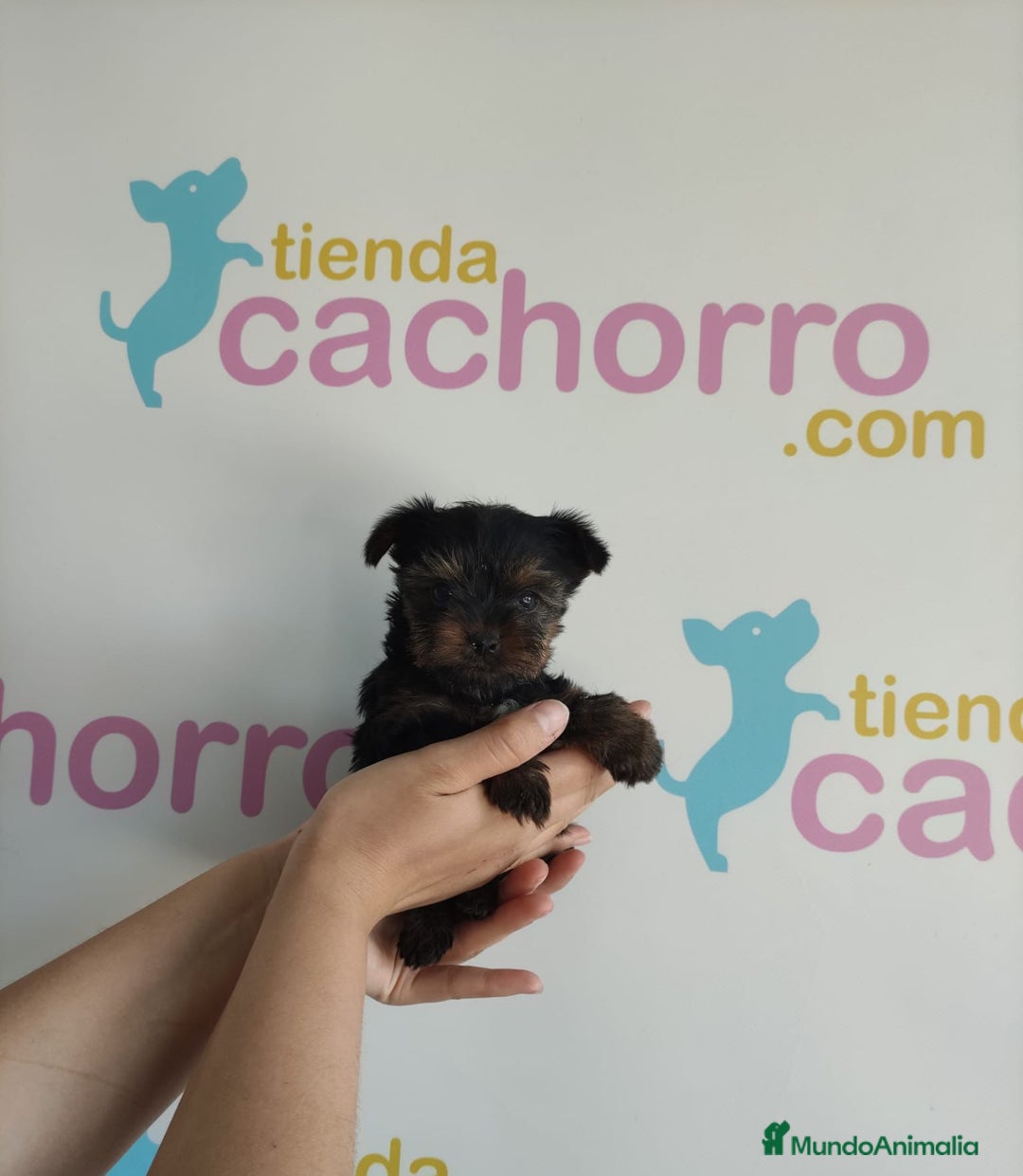Yorkshire Terrier perros en venta: YORKSHIRE - Imagen 1