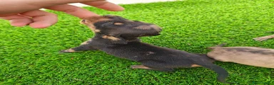 Teckel Miniatura 2