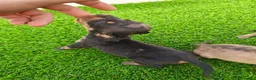 Teckel Miniatura perros en venta: Teckel miniatura - Anuncio 4