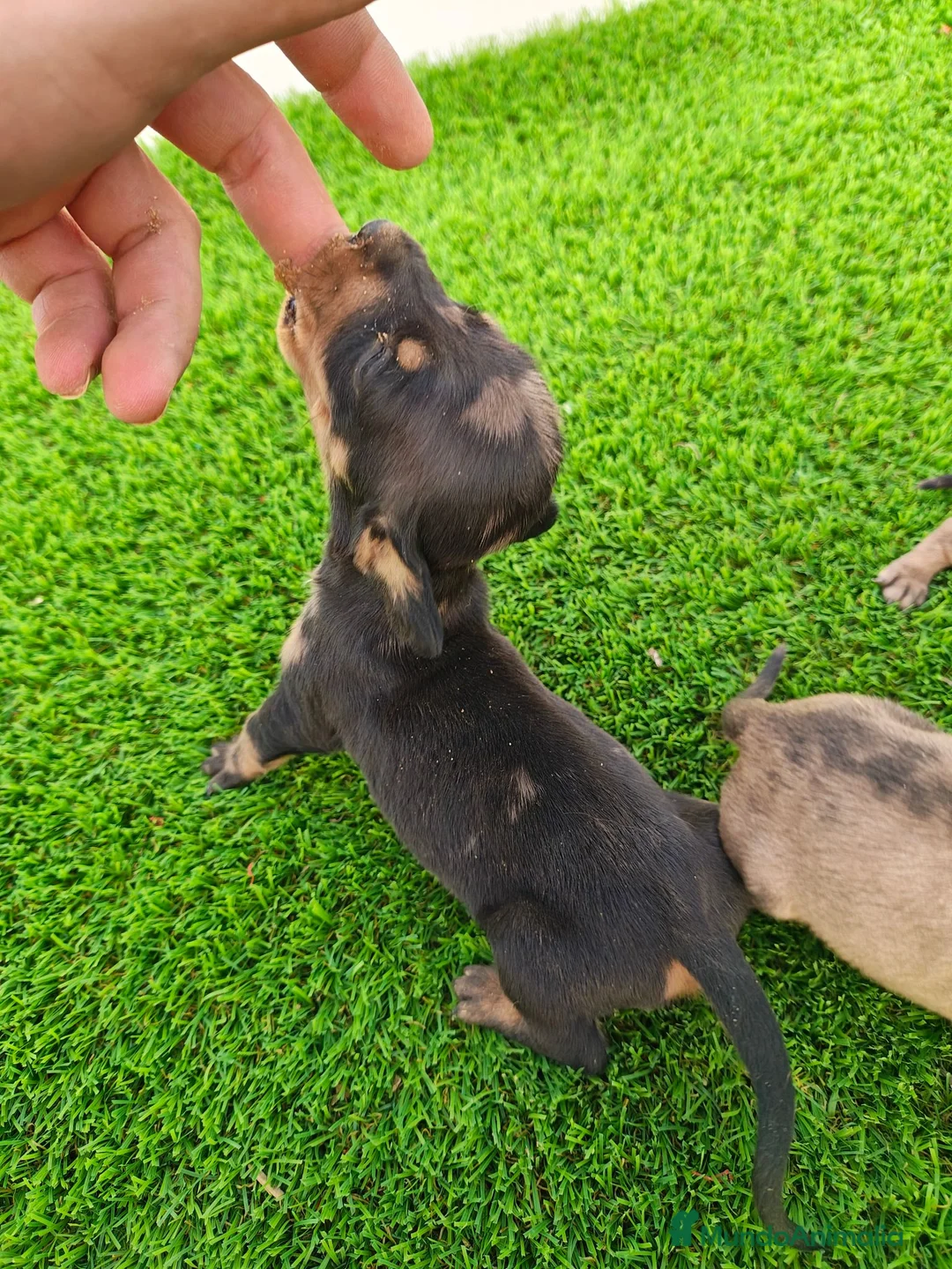 Teckel Miniatura perros en venta: Teckel miniatura - Anuncio 4