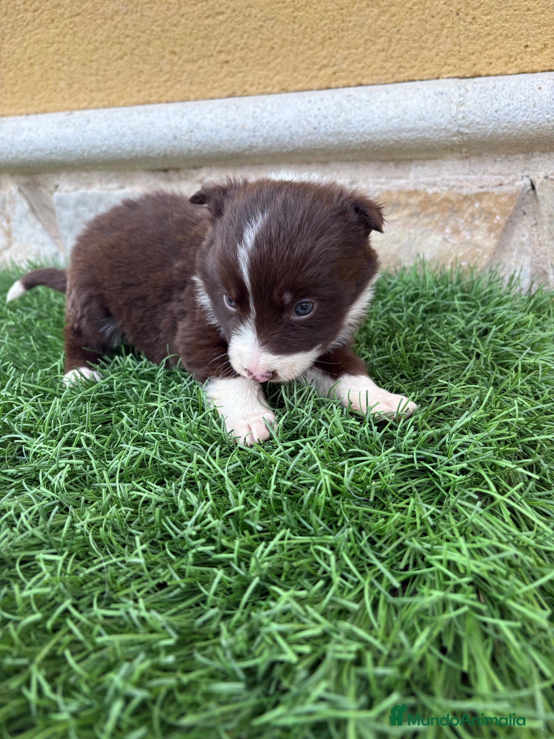 Border Collie perros en venta: Hembra chocolate de Border Collie  - Anuncio 13