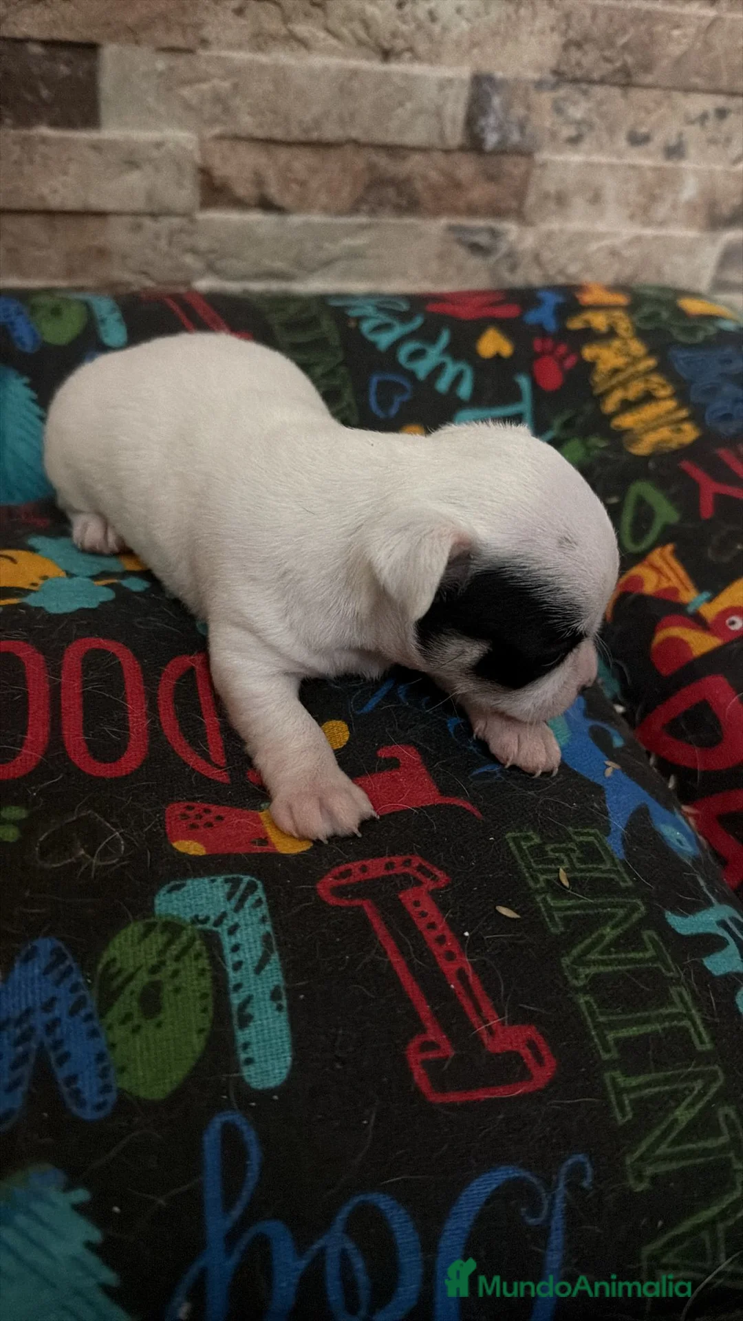 Chihuahua perros en venta: Chihuahua toy  - Anuncio 1