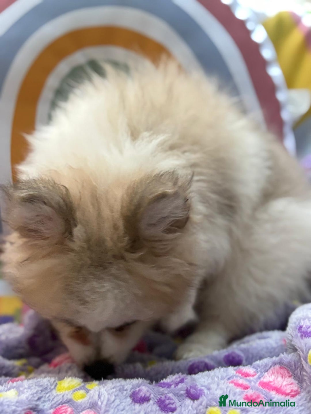 Pomerania perros en venta: Preciosa pomerania hembra - Imagen 4