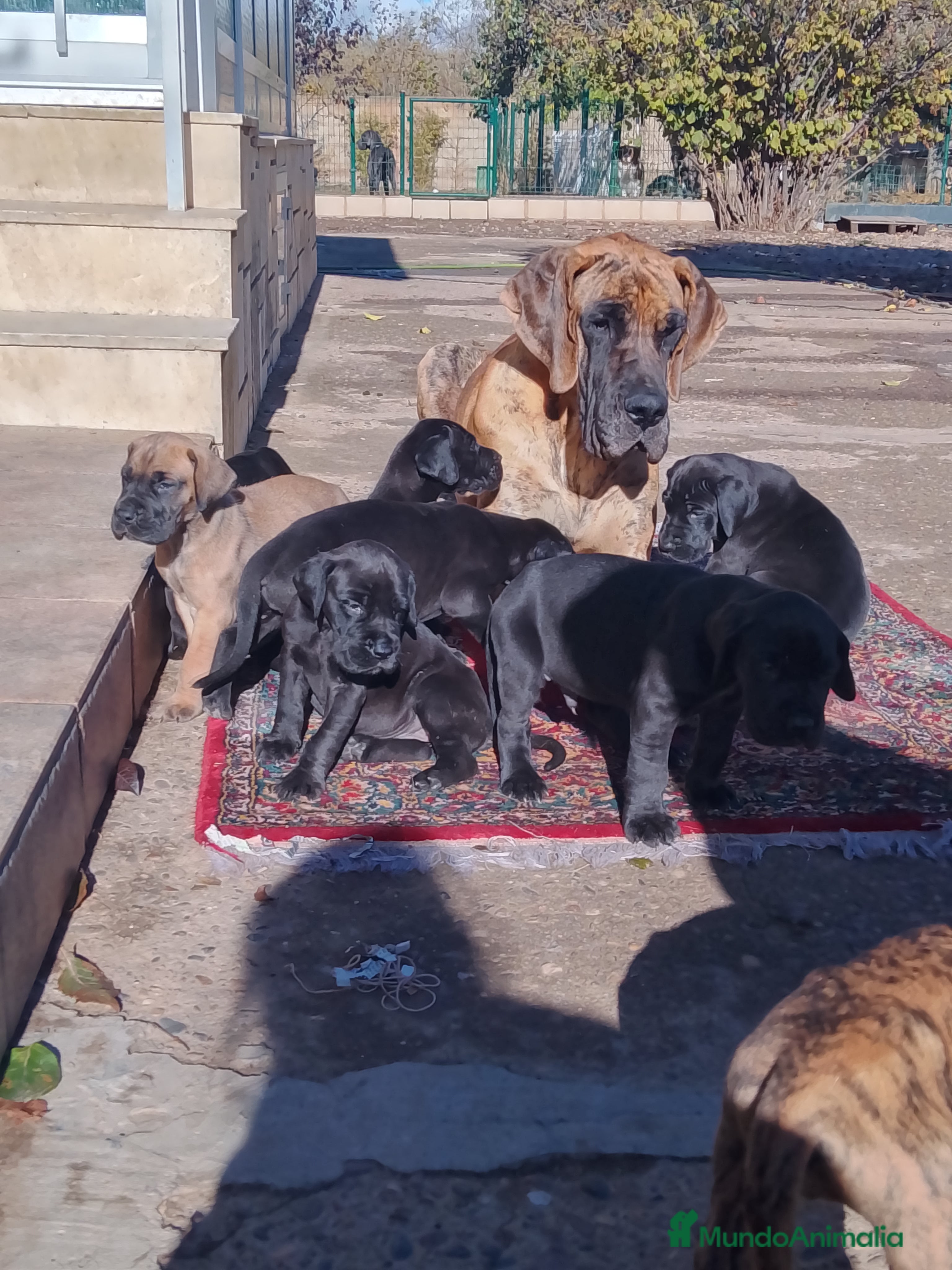 Dogo Alemán perros Cachorros de Dogo Alemán  - Anuncio 21