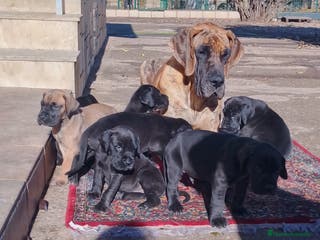 Dogo Alemán perros Cachorros de Dogo Alemán - Anuncio 5