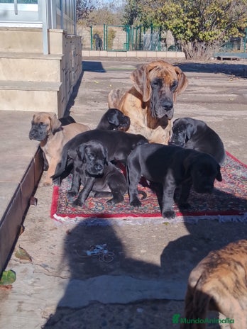 Dogo Alemán perros Cachorros de Dogo Alemán - Anuncio 1