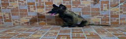 Pastor Belga Malinois perros en venta: pastor belga malinois  - Anuncio 4