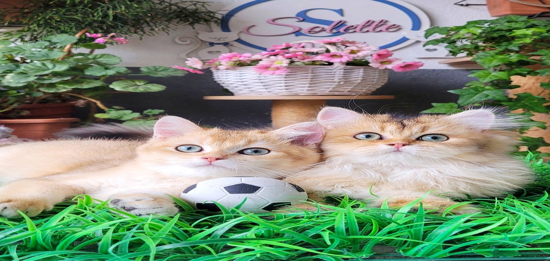 Imagen de galería {{count}}