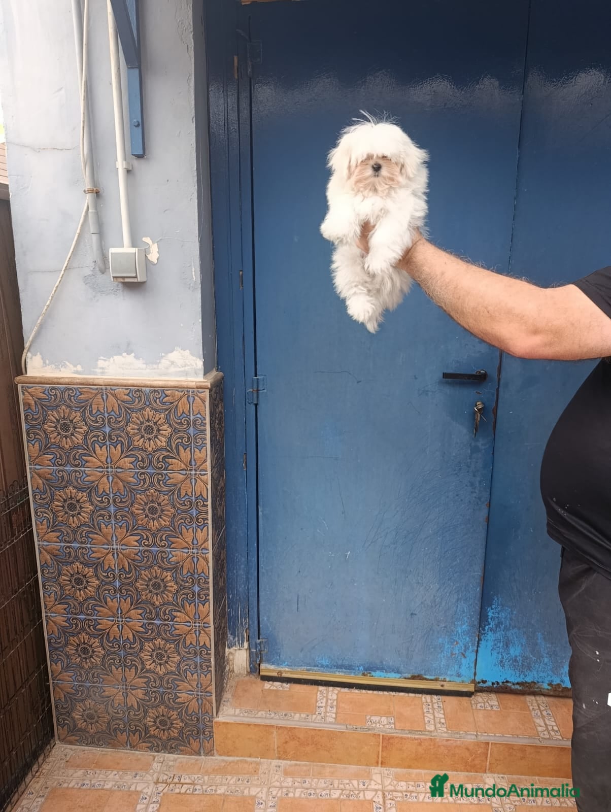Bichón Maltés perros en venta: ‼️‼️PRECIOSA CAMADA DE BICHÓN MALTES COREANO TOY  - Anuncio 2