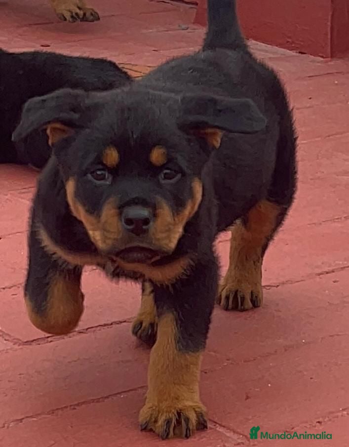 Rottweiler perros Preciosos Rottweiler - Anuncio 5