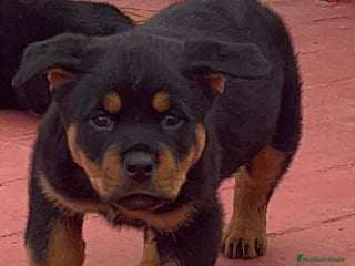 Rottweiler perros Preciosos Rottweiler - Anuncio 5