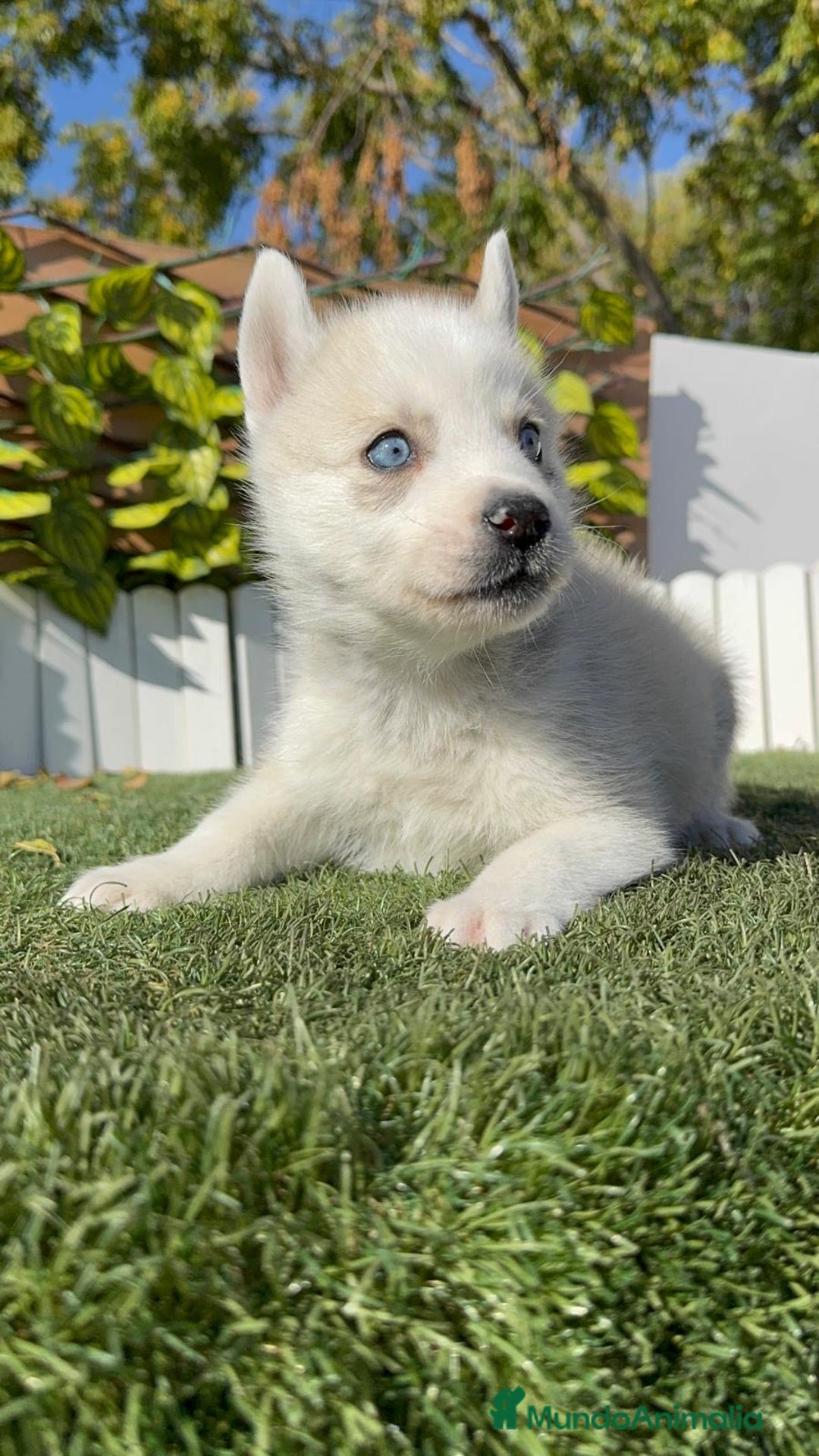 Husky Siberiano perros en venta: HUSKY SIBERIANO - Anuncio 14