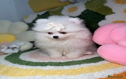 Pomerania perros en venta: Pomerania Blanco Puro Carita de Oso - Imagen 2