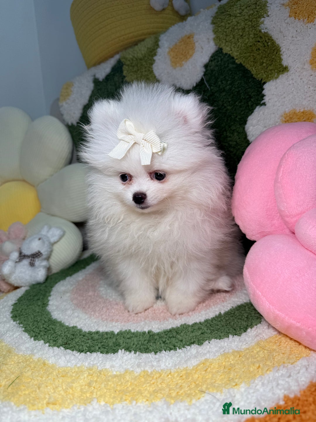 Pomerania perros en venta: Pomerania Blanco Puro Carita de Oso - Imagen 2