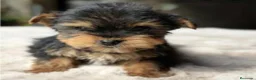 Yorkshire Terrier perros en venta: Yorkshire mini - Anuncio 4
