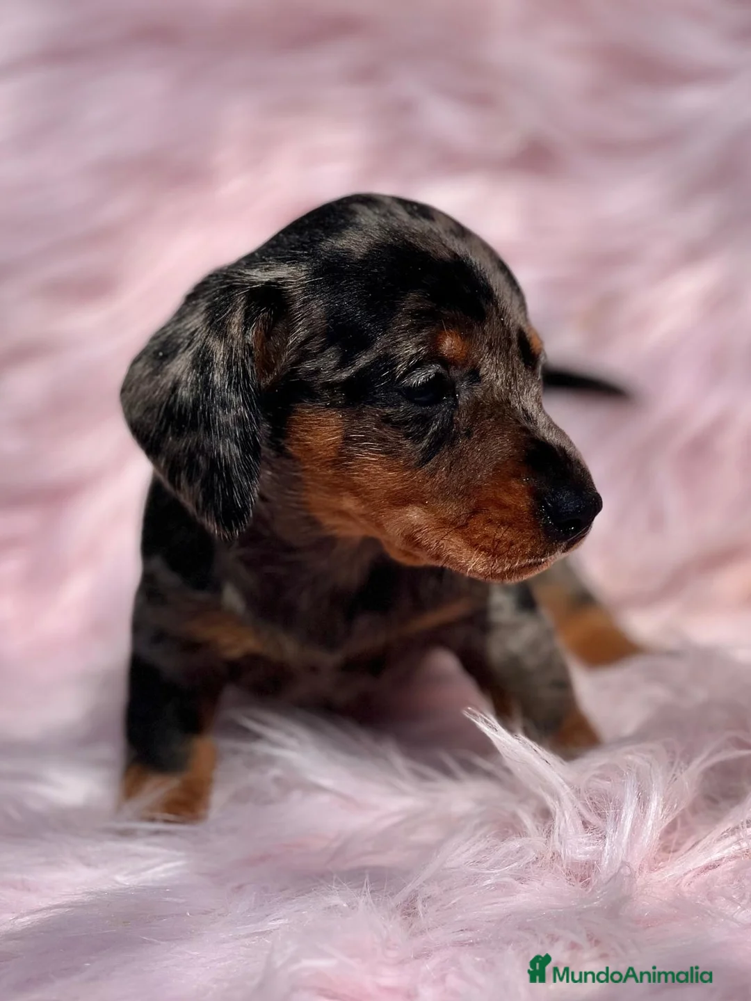 Teckel Miniatura perros en venta: Teckel miniatura  en Barcelona - Anuncio 4