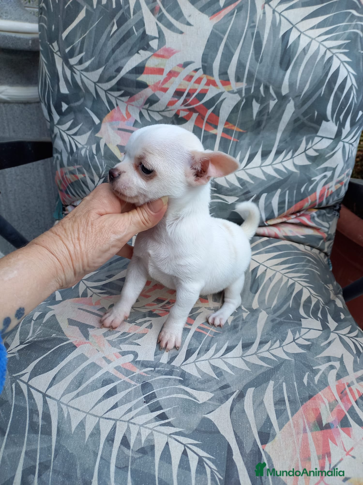 Chihuahua perros CHIHUAHUA EXCLUSIVO  - Anuncio 1