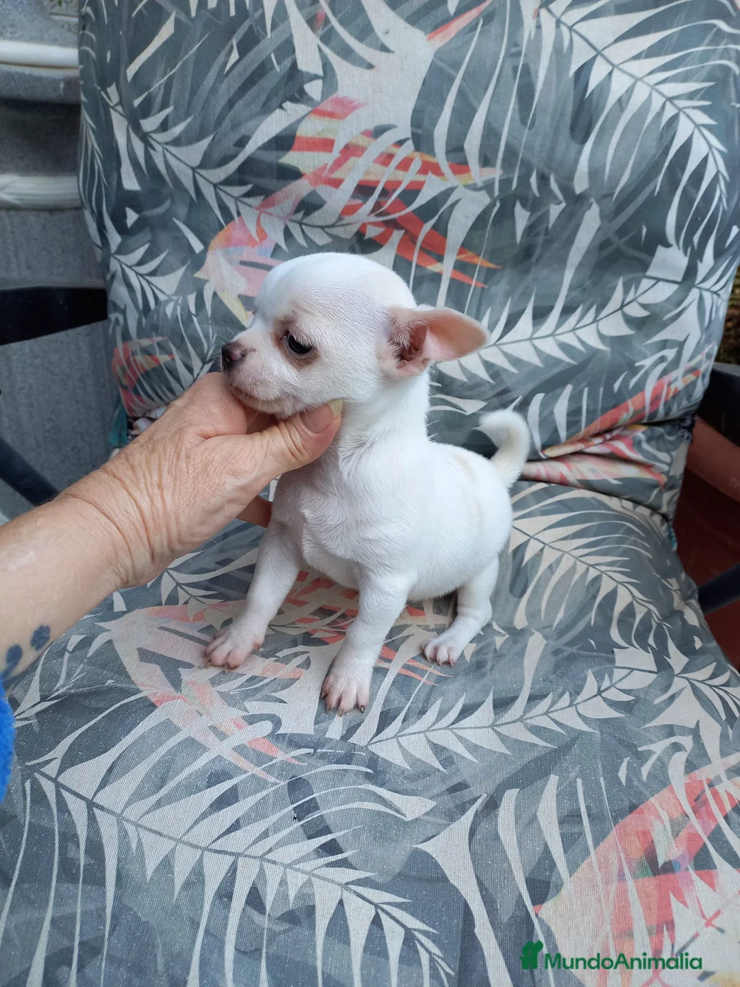Chihuahua perros en venta: CHIHUAHUA EXCLUSIVO  - Anuncio 1