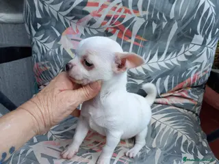 Chihuahua perros CHIHUAHUA EXCLUSIVO - Anuncio 1