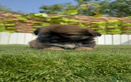 Pekinés perros en venta: PEKINES IMPERIAL HEMBRA - Imagen 20