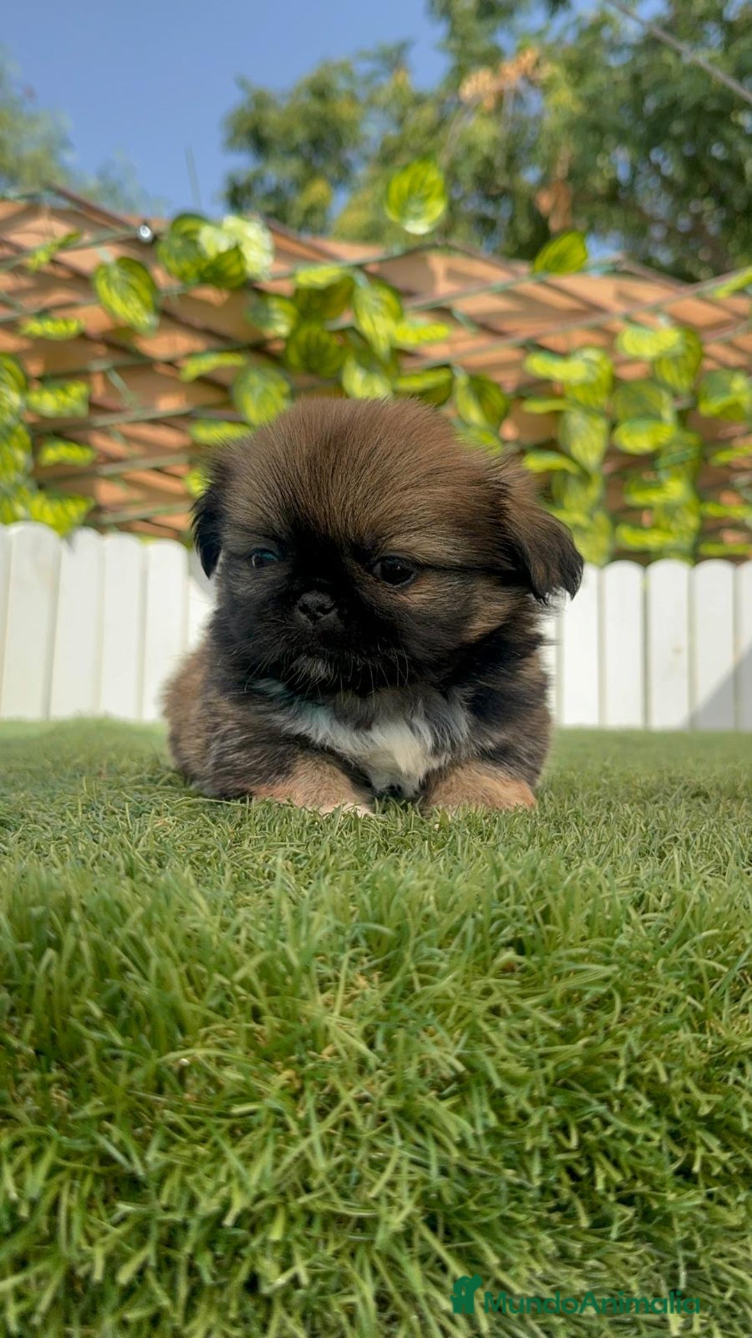Pekinés perros en venta: PEKINES IMPERIAL HEMBRA - Imagen 20