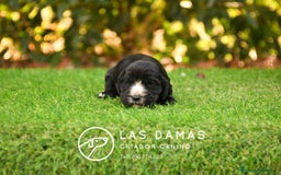 Cocker Spaniel Inglés perros en venta: Cachorros de cocker spaniel inglés disponibles.  - Imagen 9