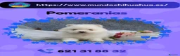 Pomerania perros en venta: Camada pomerania enano carita de osito 🧸 - Anuncio 1