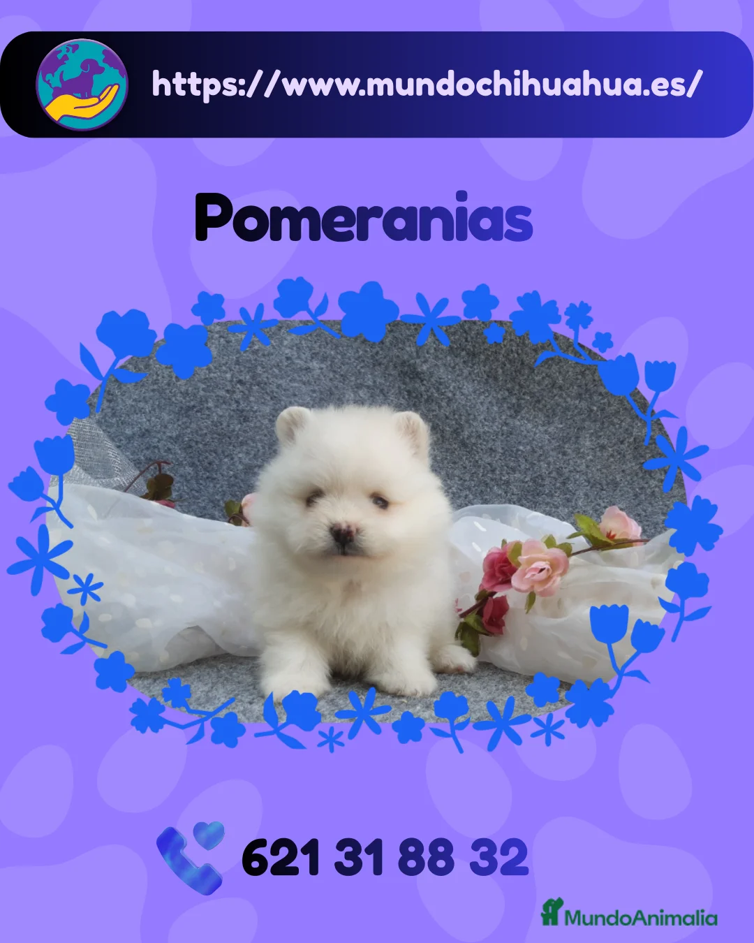 Pomerania perros en venta: Camada pomerania enano carita de osito 🧸 - Anuncio 1
