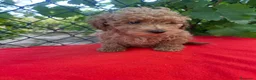 Caniche Toy perros en venta: PRECIOSO CANICHE TOY - Anuncio 2