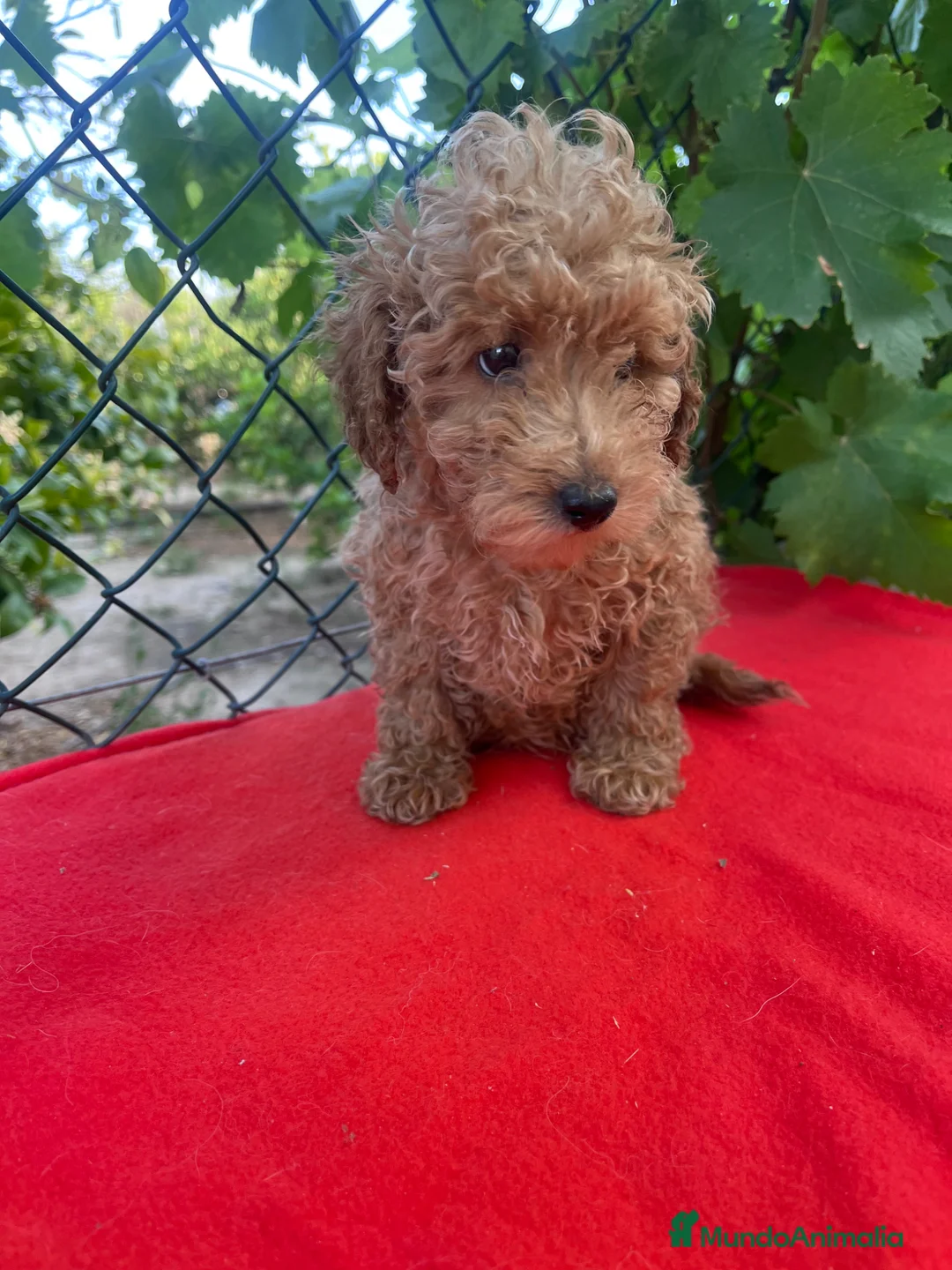 Caniche Toy perros en venta: PRECIOSO CANICHE TOY - Anuncio 2