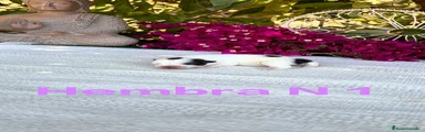 Jack Russell Terrier Hembra 