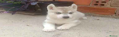 Husky Siberiano 4