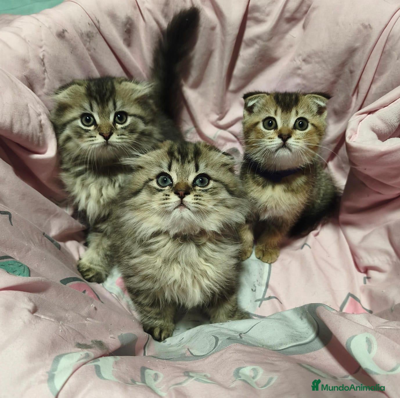 Scottish Fold gatos Scottish fold - Anuncio 2
