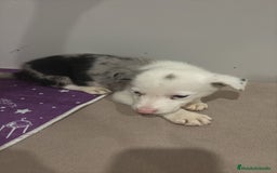 Border Collie perros en venta: Border collie  - Imagen 12