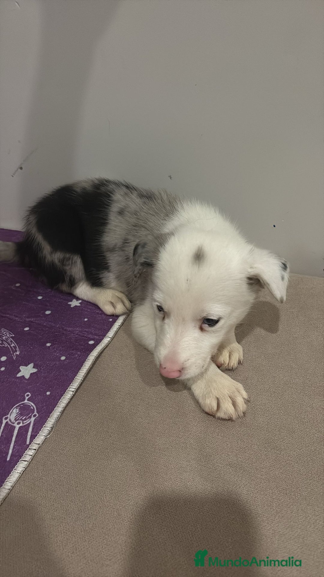 Border Collie perros en venta: Border collie  - Imagen 12