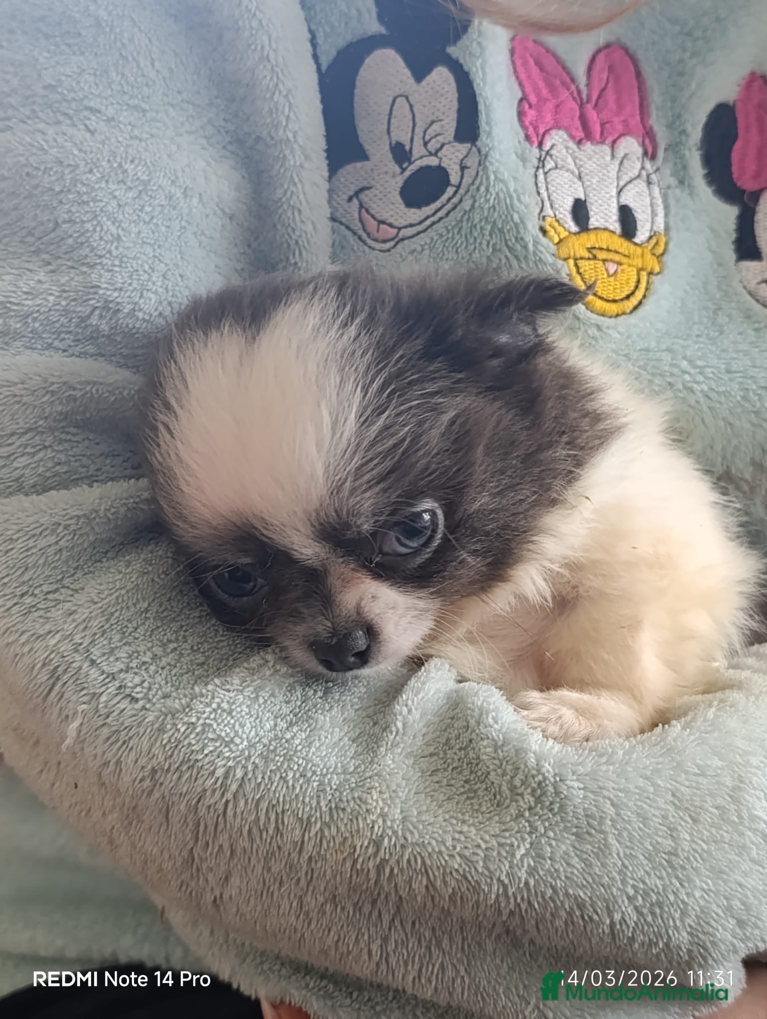 Chihuahua perros Chihuaha  - Anuncio 6