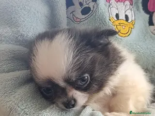 Chihuahua perros Chihuaha - Anuncio 6