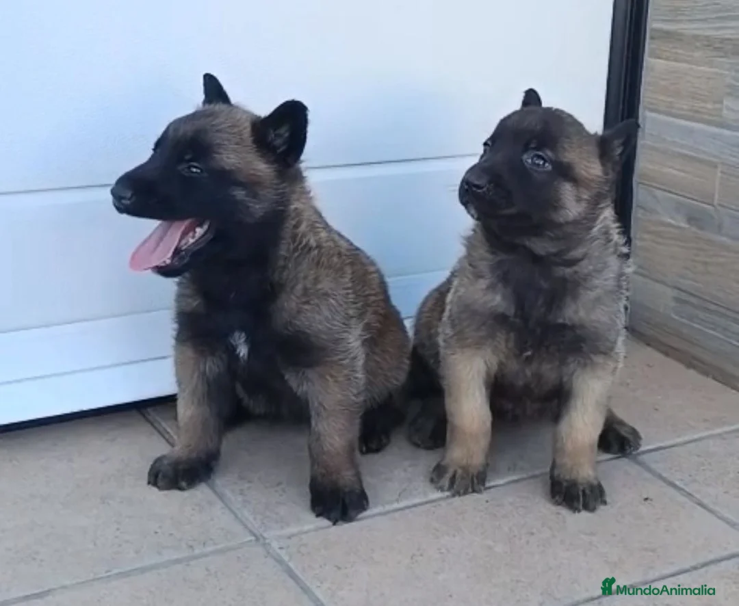 Pastor Belga Malinois perros en venta: Pastor belga  - Anuncio 1