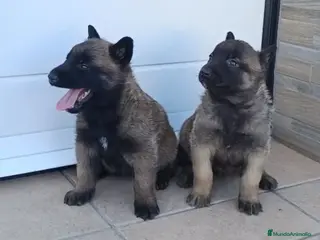 Pastor Belga Malinois perros Pastor belga - Anuncio 1