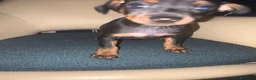 Pinscher Miniatura perros en venta: Pinscher miniatura  - Anuncio 4