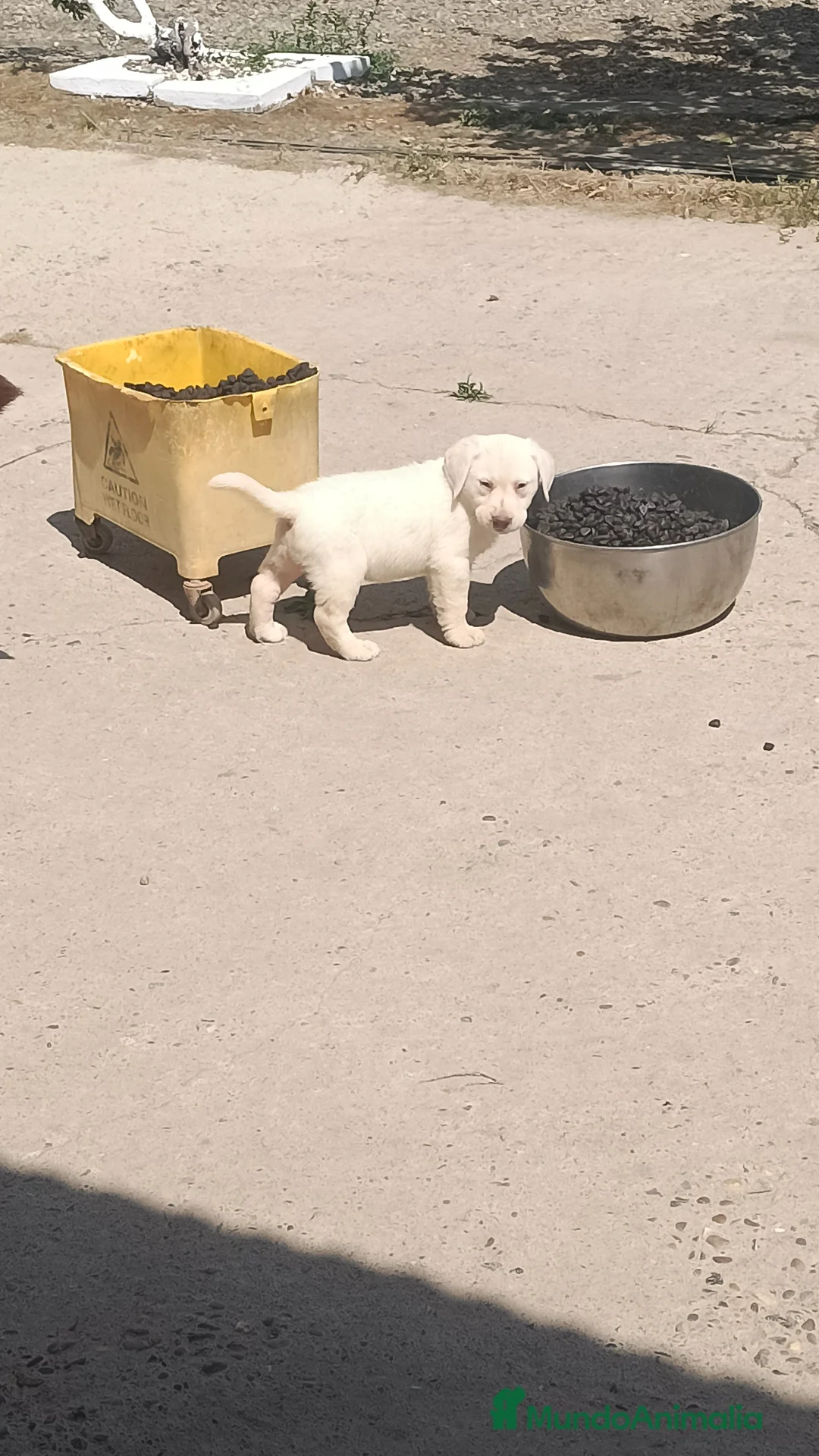 Labrador Retriever perros en venta: Macho labrador disponible  en Cádiz - Anuncio 3