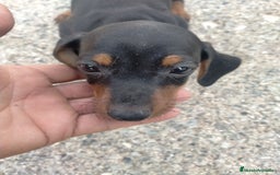 Teckel perros en venta: Cachorritos de teckel  - Imagen 2