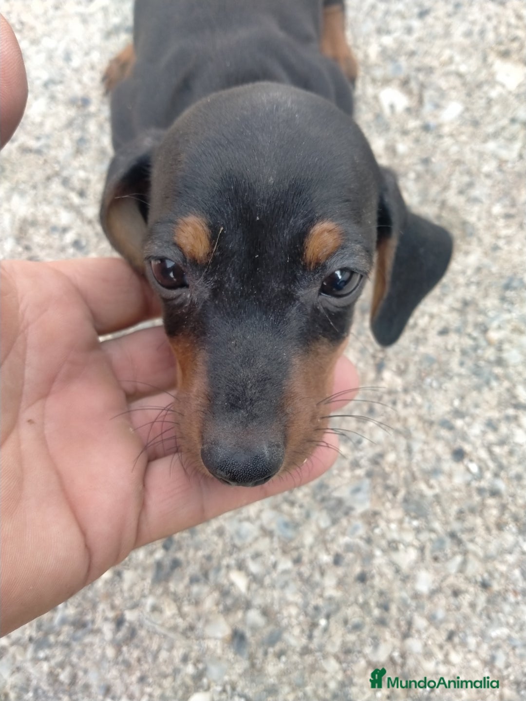 Teckel perros en venta: Cachorritos de teckel  - Imagen 2